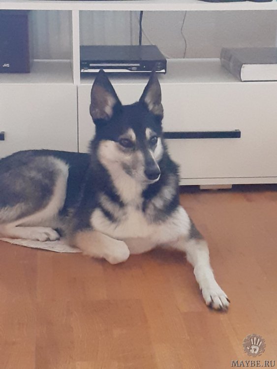 Просмотреть картинку Посмотрела твой прицеп. Подождите загрузки картинки!