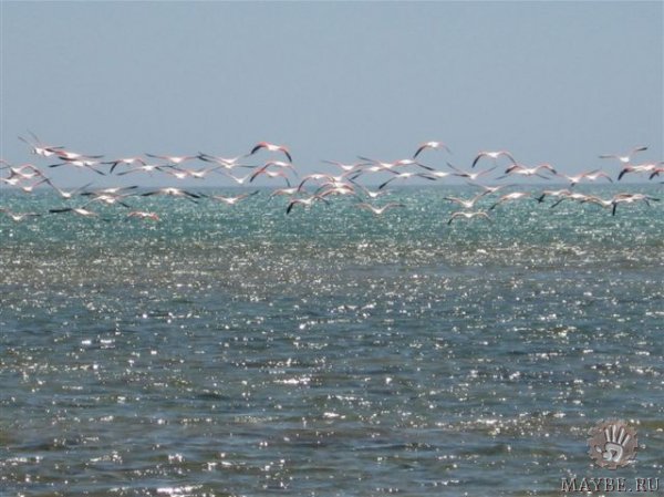 Просмотреть картинку .... Подождите загрузки картинки!