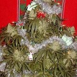 к записям дневника