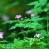 к записям дневника