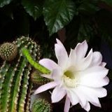 к записям дневника