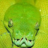 к записям дневника