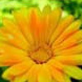 к записям дневника