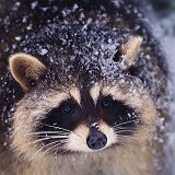 к записям дневника