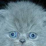 к записям дневника