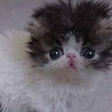 к записям дневника