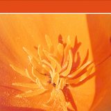 к записям дневника