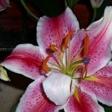 к записям дневника