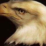 к записям дневника