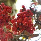 к записям дневника