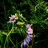 к записям дневника