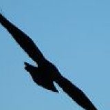 к записям дневника