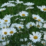 к записям дневника