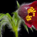 к записям дневника