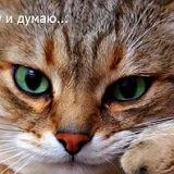 к записям дневника