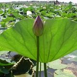 к записям дневника