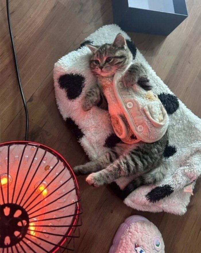 Голосуйте за прикольчик!